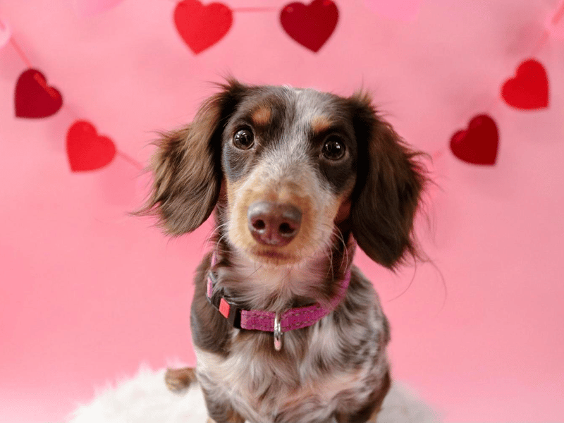 miniature dachshund breeder in Arkansas
