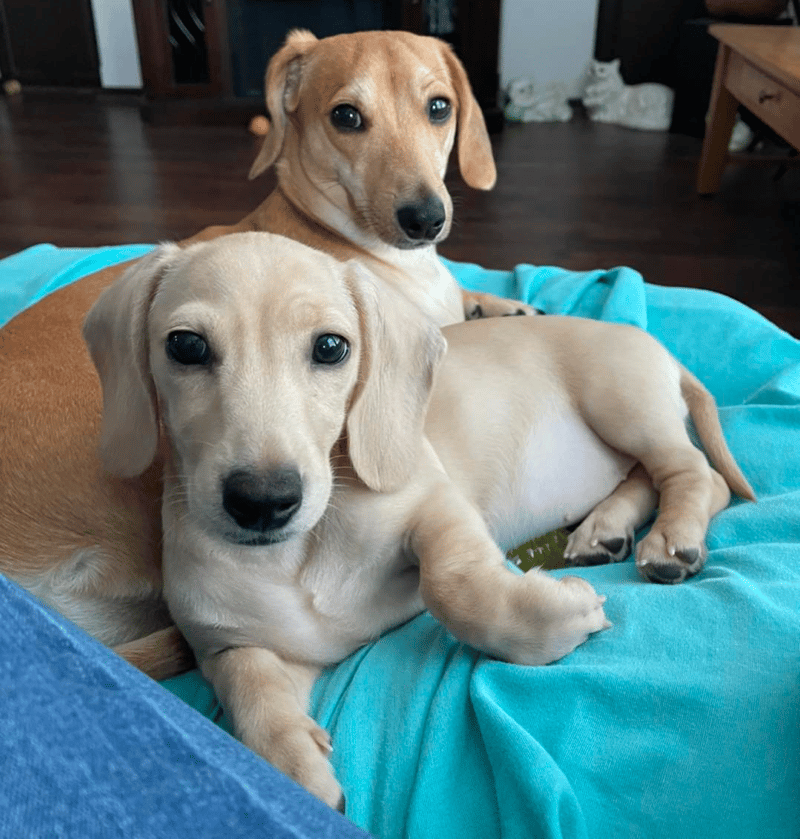 Heartfelt Dachshunds in NC