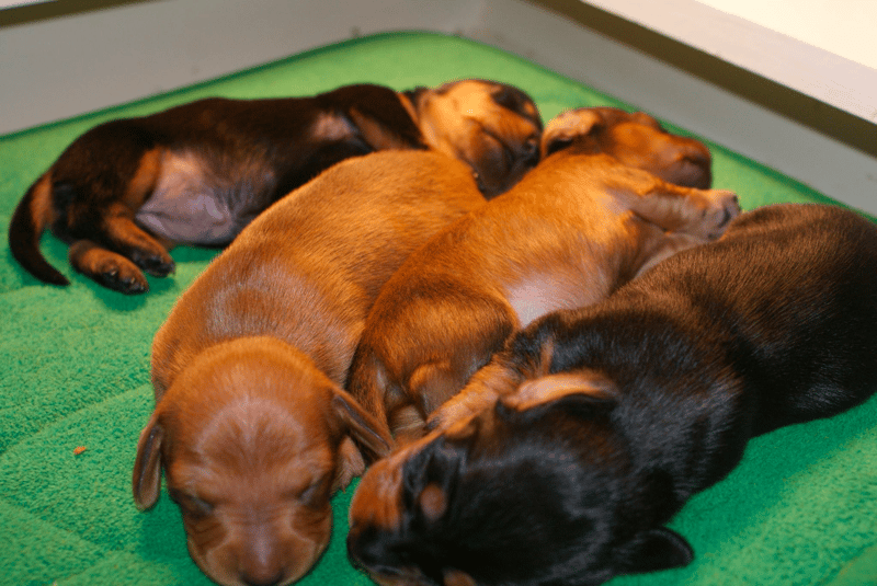 Kerr Lake Dachshund Puppies