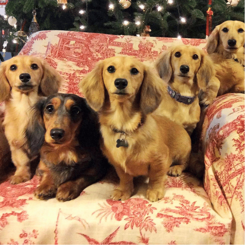 Lion’s Gate Dachshunds