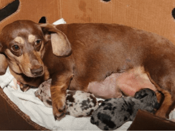 Louie’s Miniature Dachshunds