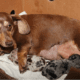 Louie’s Miniature Dachshunds