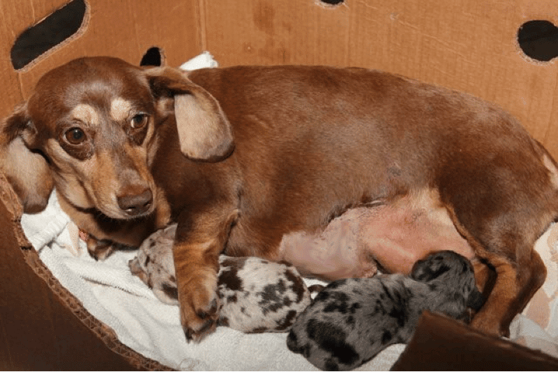 Louie’s Miniature Dachshunds