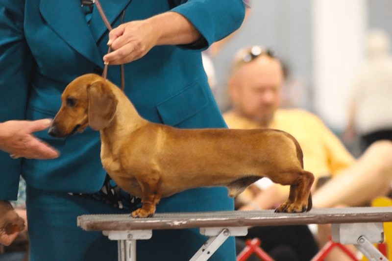 Majesdach Smooth Dachshunds