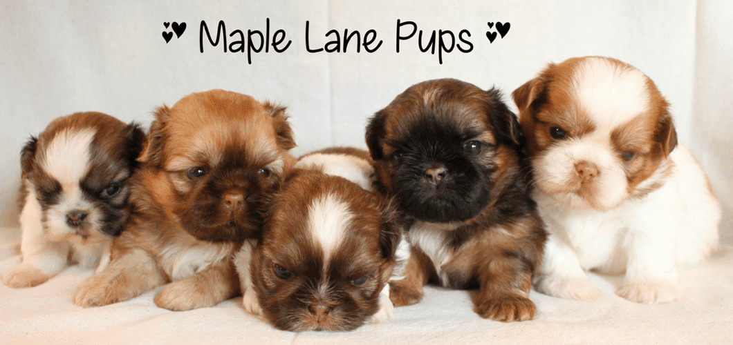 Shih Tzu breeder