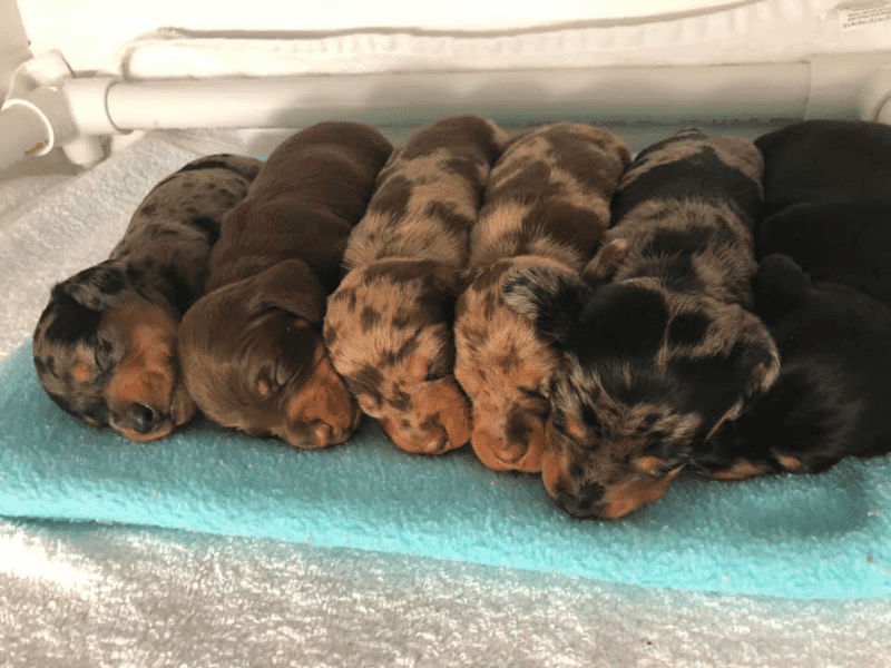 Oak City Kennels - Dachshund Puppies Central North Carolina