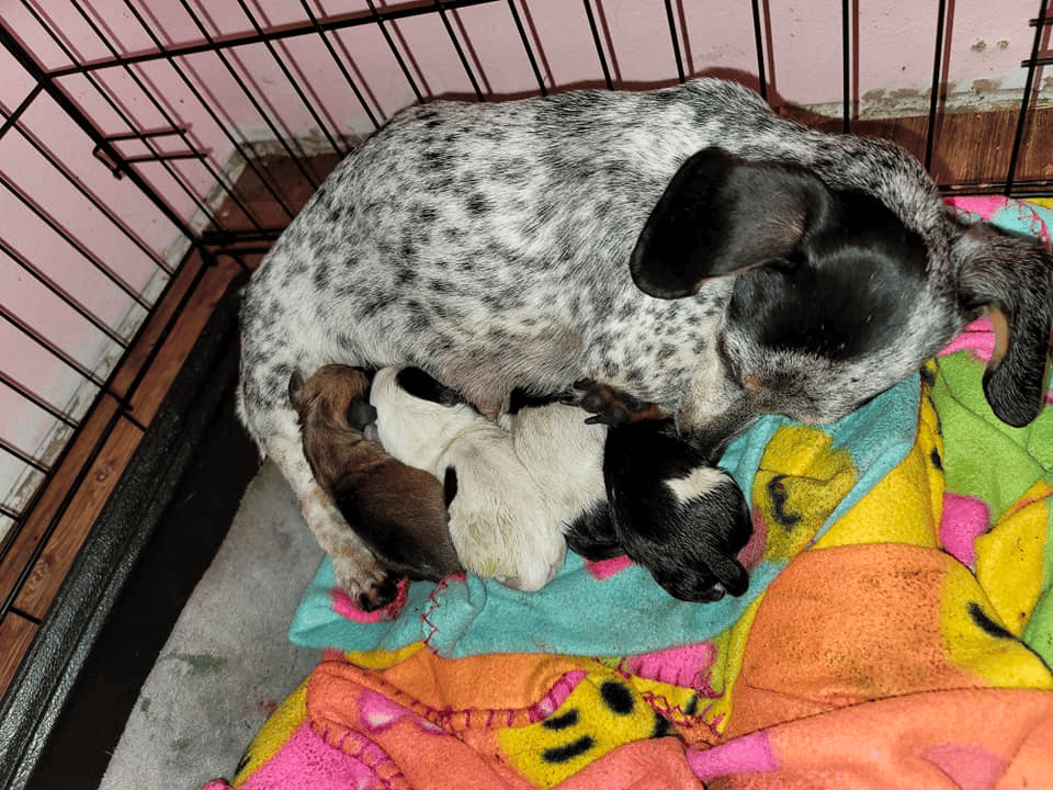 Prairieview dachshunds in AR