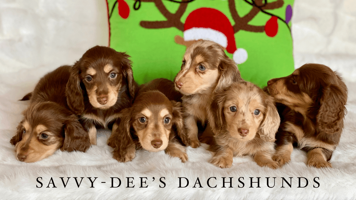 Savvy-Dee’s Dachshunds