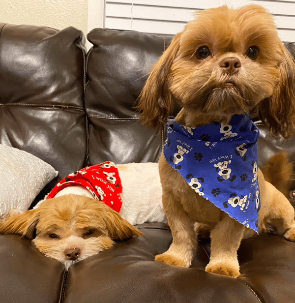 Shih Tzu Heaven Michigan
