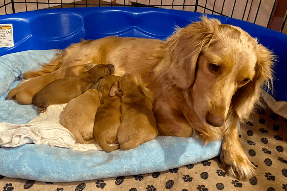 AKC Miniature Dachshund Breeder in Arkansas