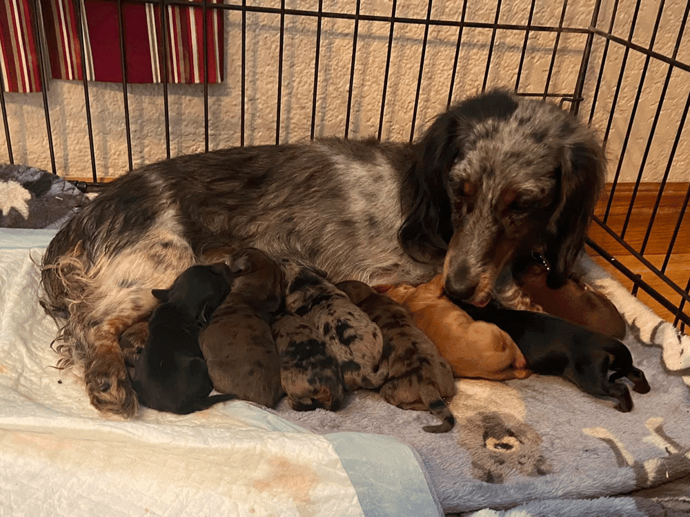 Best Dachshund Breeders in Utah