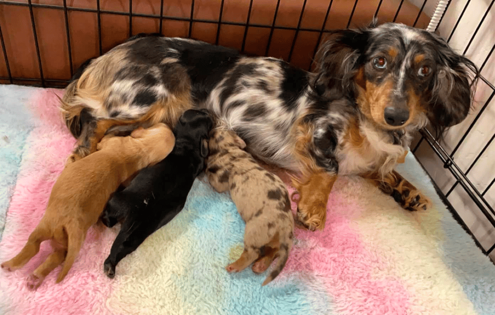 Miekca’s Dachshunds in Utah