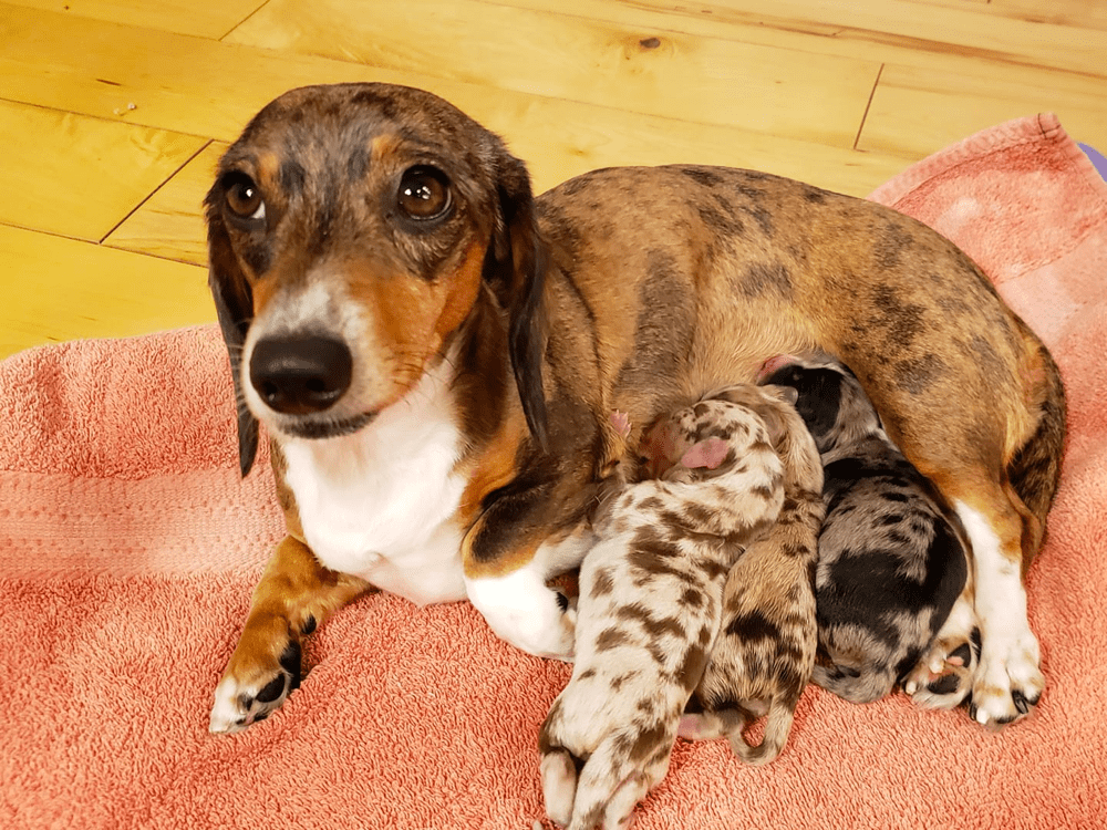 Major's Dachshunds in Utah