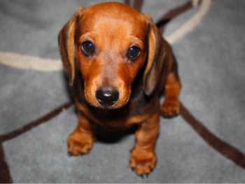 8-Week-Old Dachshund