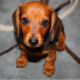 8-Week-Old Dachshund