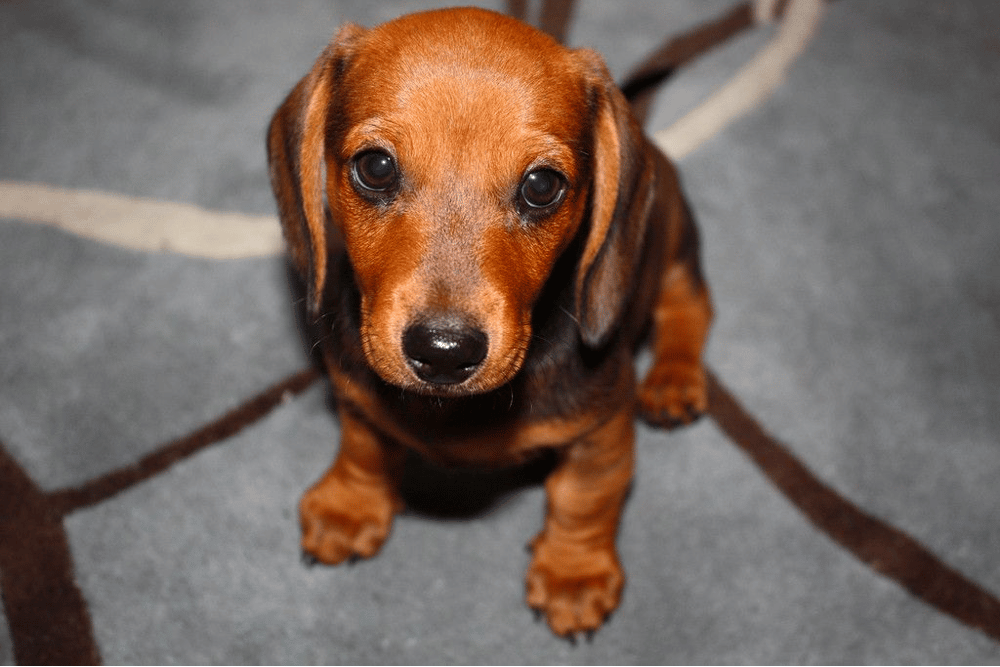 8-Week-Old Dachshund