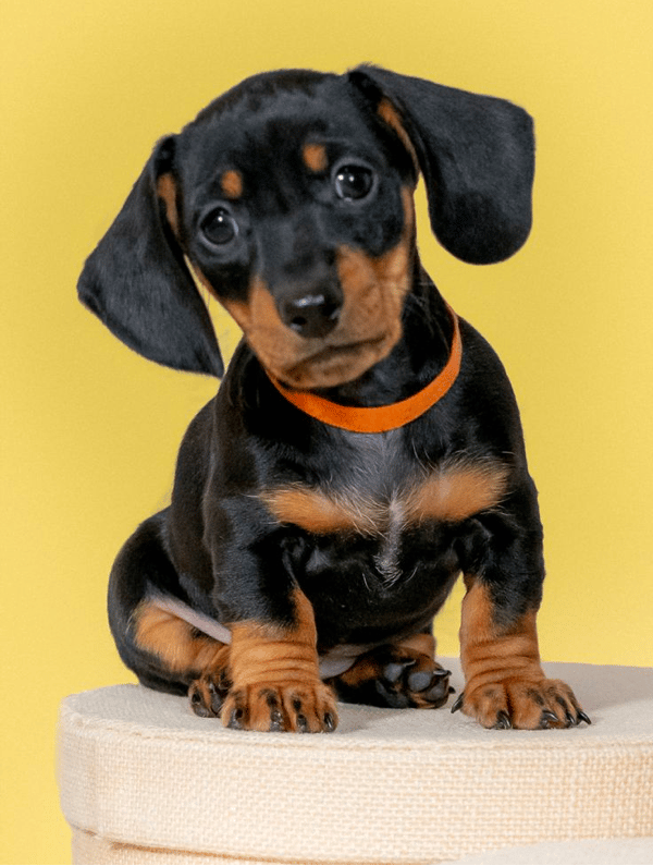 8 weeks old Miniature Dachshund Puppy