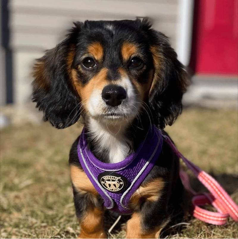 Bald Mountain Dachshunds