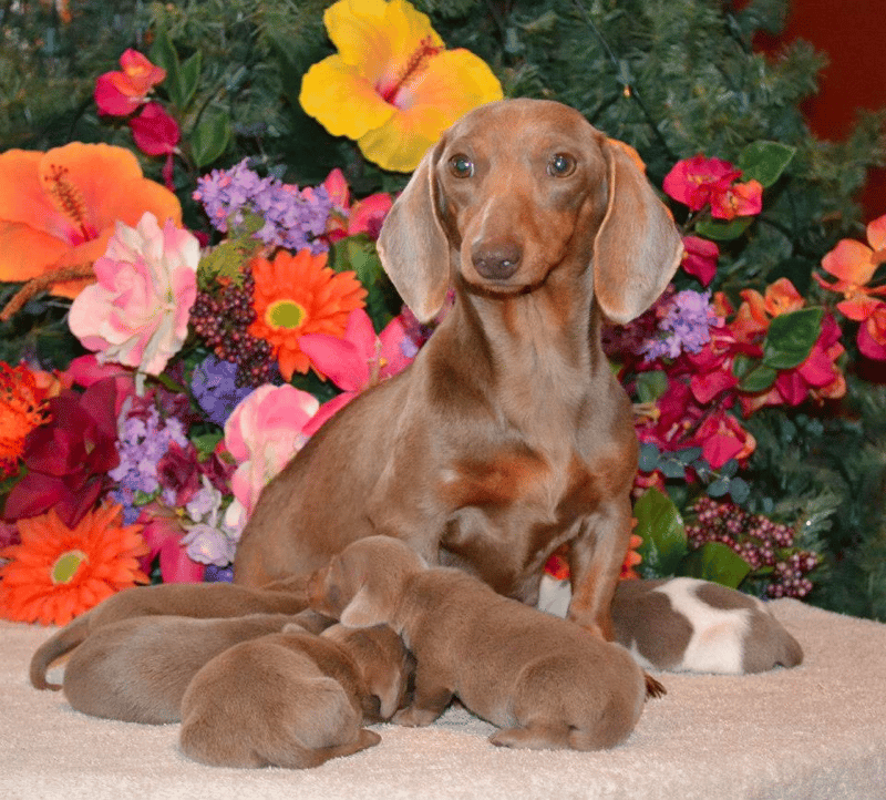 Down Home Dachshunds