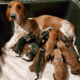 Doxy Den Miniature Dachshunds