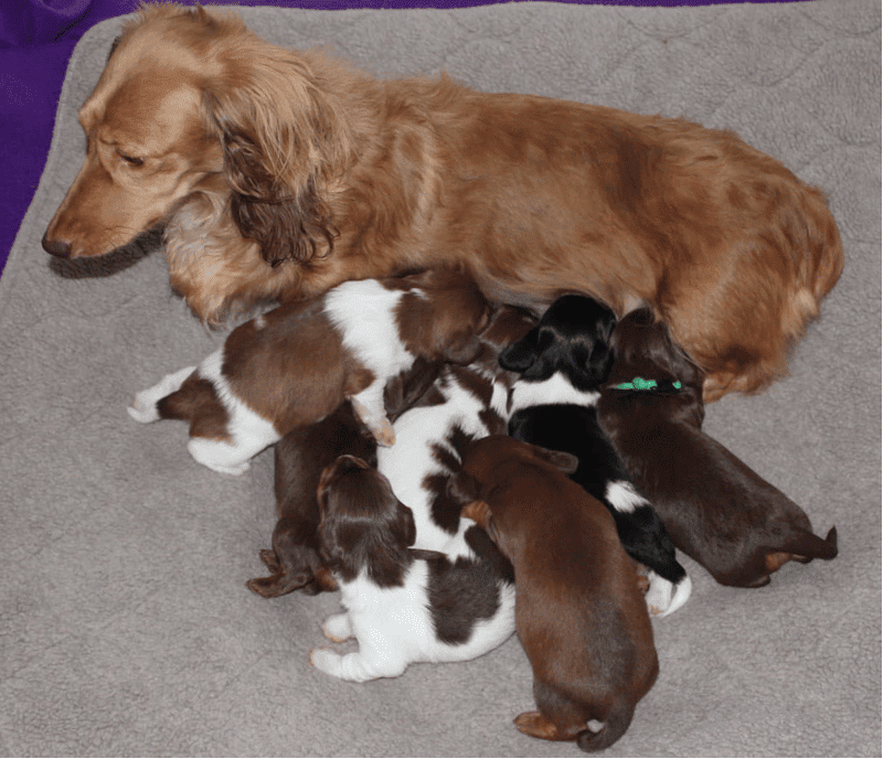 Knightz Joy Dachshunds