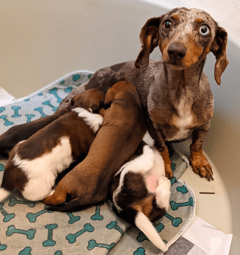 Miniature Dachshund Breeders in MS