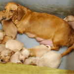 Top 7 Reputable Dachshund Breeders in Mississippi (MS)