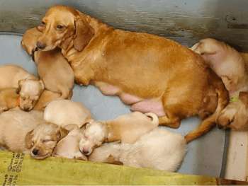 Miniature Dachshunds Mississippi