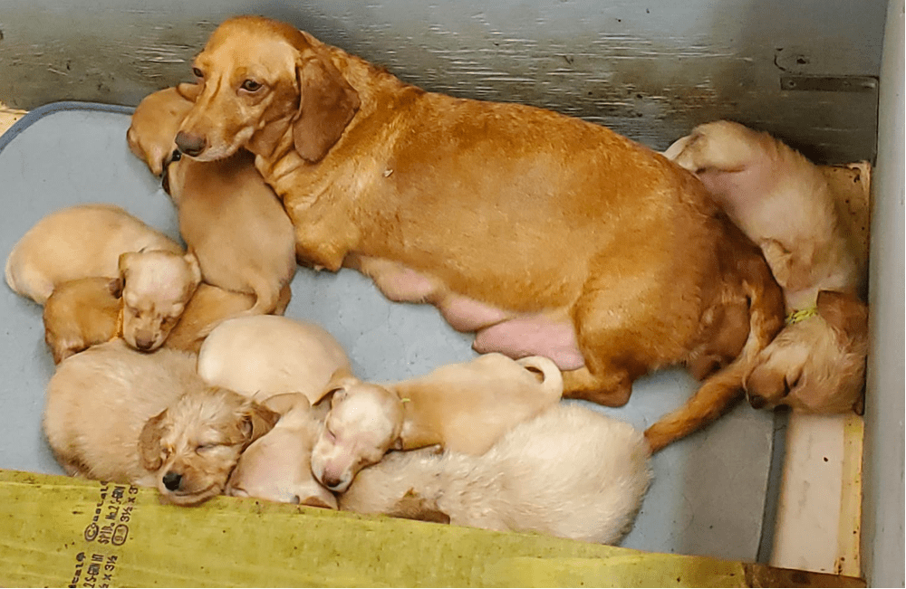 Miniature Dachshunds Mississippi