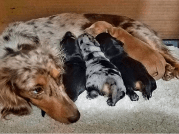 New Life Dachshund Kennels