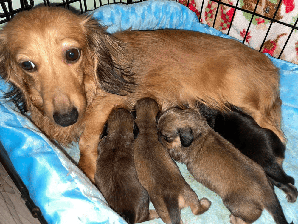 Ruff Haus Dachshunds