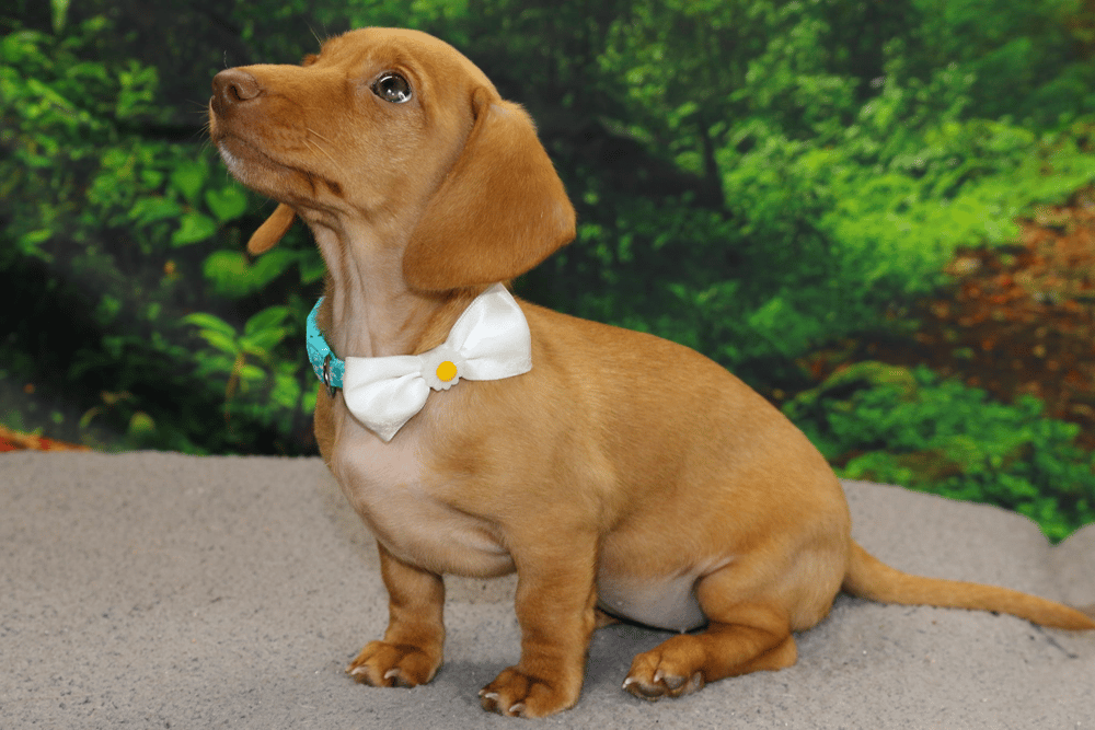 So Stinking Cute Dachshunds