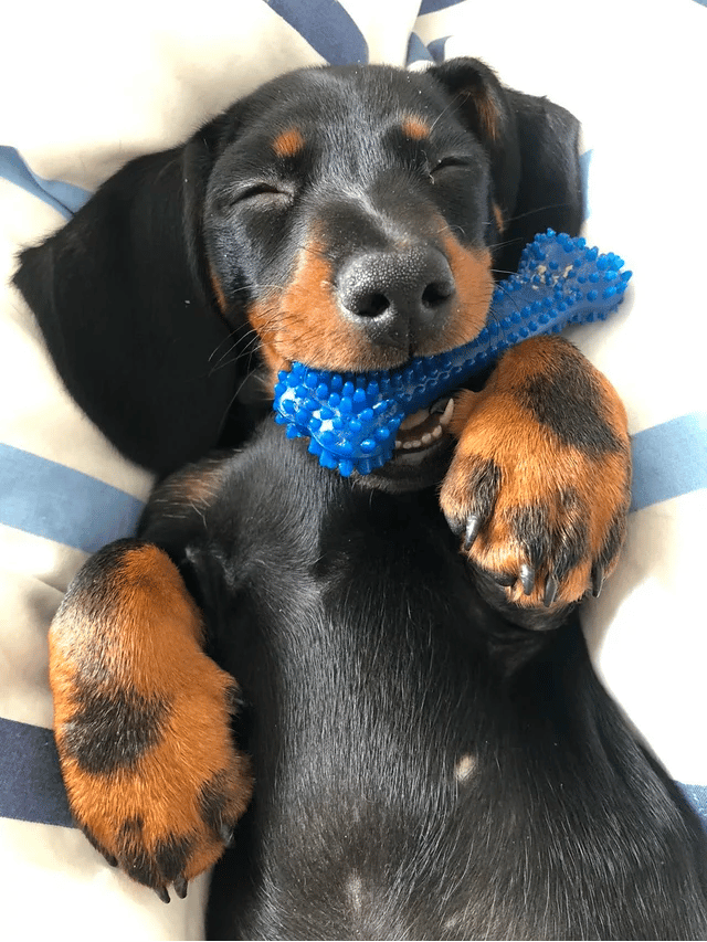 3-Month-Old Dachshund Chewing