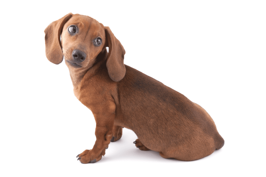 3-Month-Old Dachshund Puppy