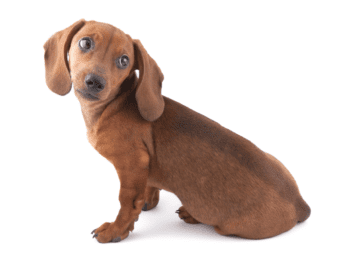 3-Month-Old Dachshund Puppy