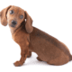 3-Month-Old Dachshund Puppy