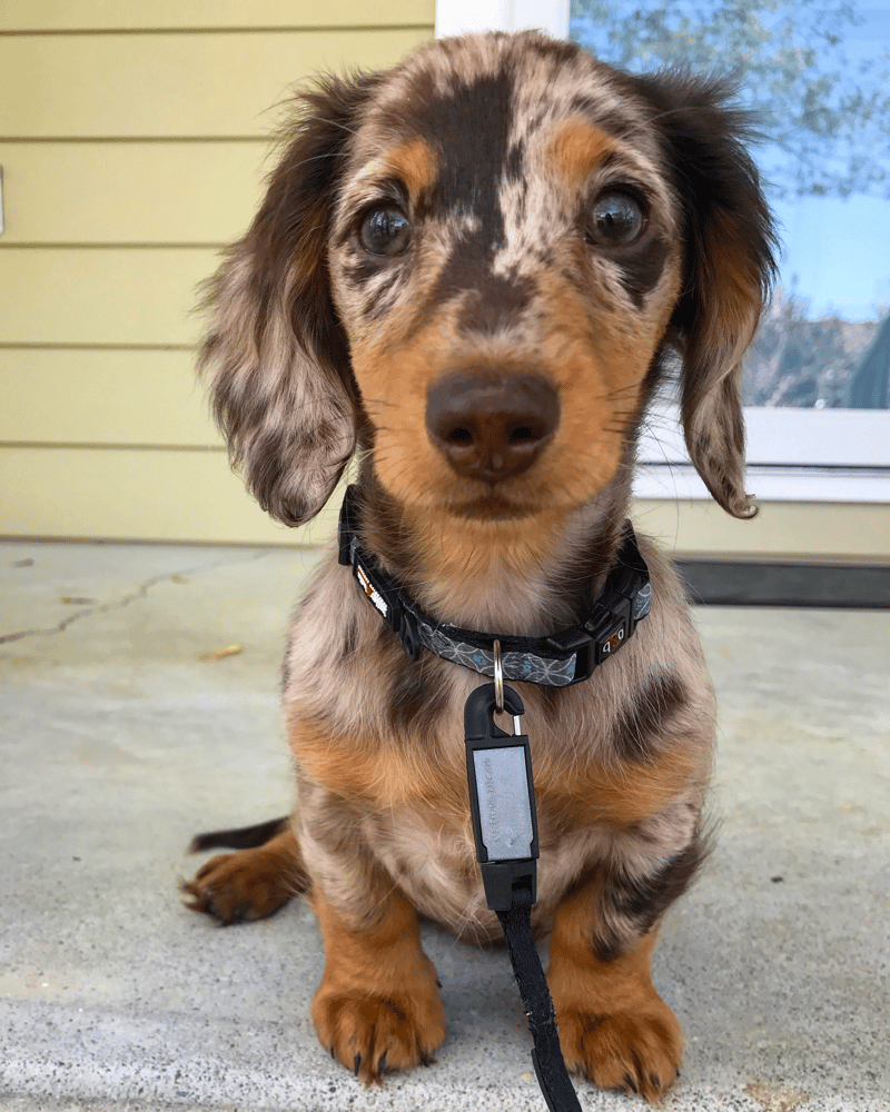 3 month old miniature long haired dapple dachshund