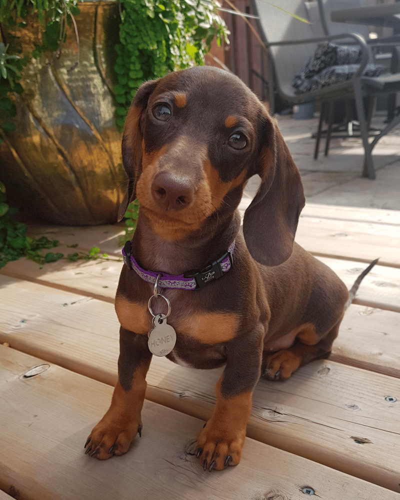 4-Month-Old Mini Dachshund