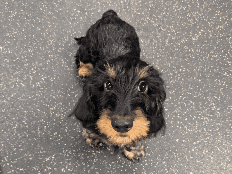 4-Month-Old Wire-haired Dachshund