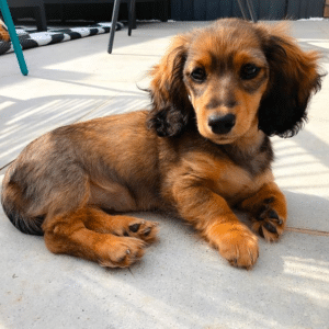 4 month old long-haired dachshund