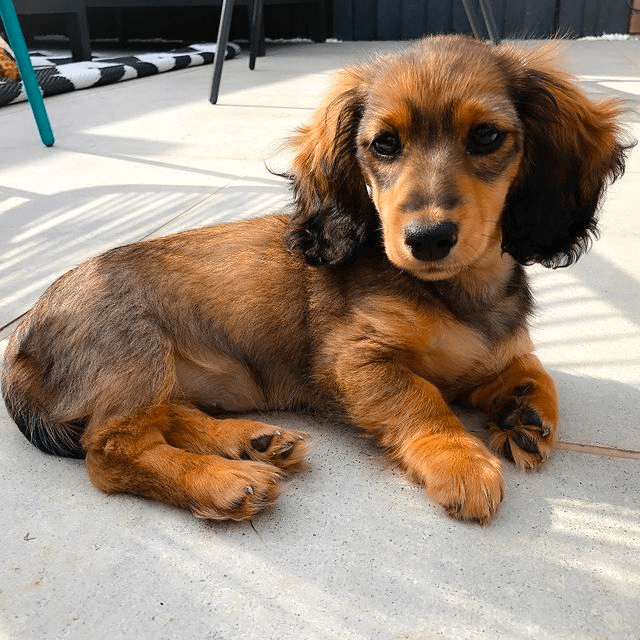 4-Month-Old Dachshund Puppy: Training, Socialization, and Growth