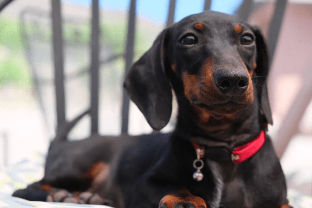 5-Month-Old Dachshund Puppy: Growth, Training, and Keeping It Real