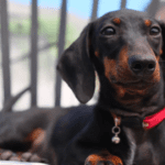 5-Month-Old Dachshund Puppy: Growth, Training, and Keeping It Real