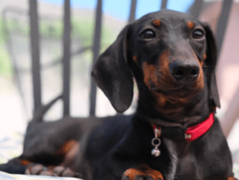 5 month old dachshund