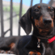 5 month old dachshund