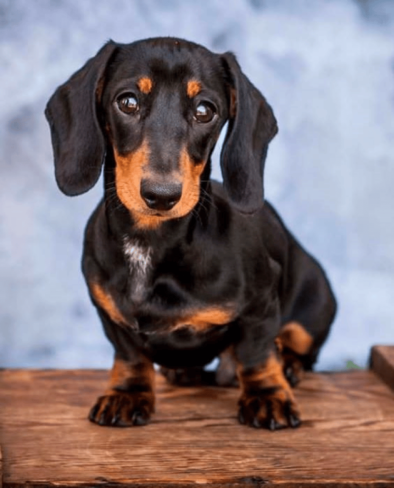 5 month old dachshund weight