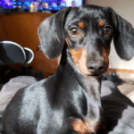 6-Month-Old Dachshund Puppy: Expectations, Training, and Socialization