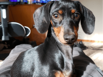 6 Month old Mini-Dachshund puppy