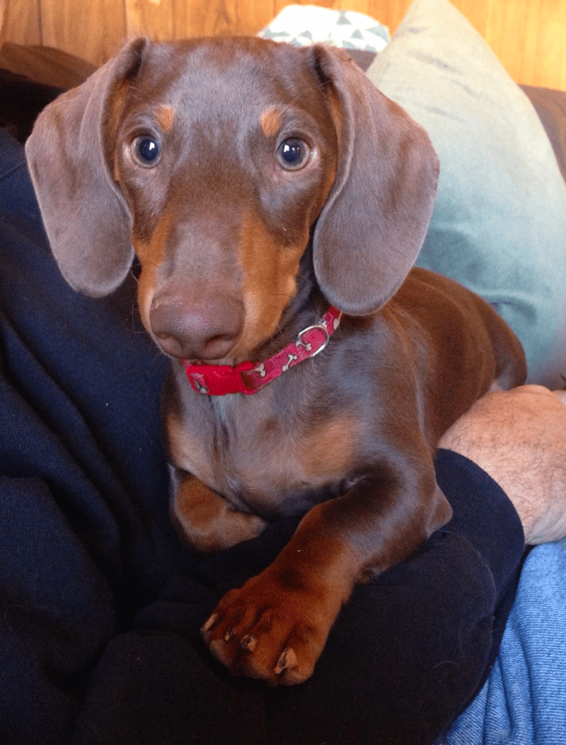 6 month old brown and tan mini dachshund