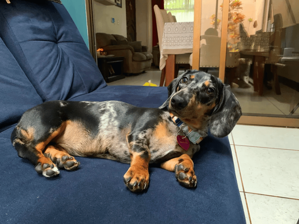 6 month old mini dachshund weight